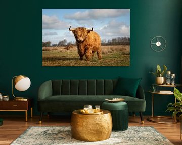 Scottish highlander bull proudly in front of lens by KB Design & Photography (Karen Brouwer)
