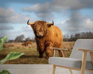 Schotse hooglander stier fier voor de lens