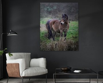 Exmoor Pony van Tom Zwerver