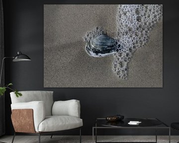 Un coquillage sur la plage