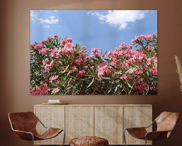 Blühender rosa Oleander von phototinke