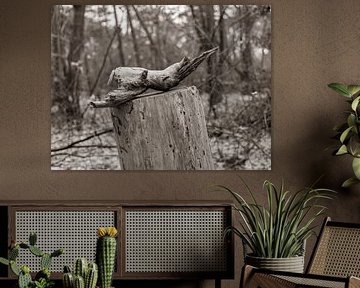 Wood that Lives by Axel Pas