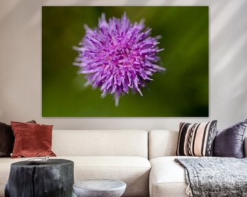 Ball of thistle by QEIMOY