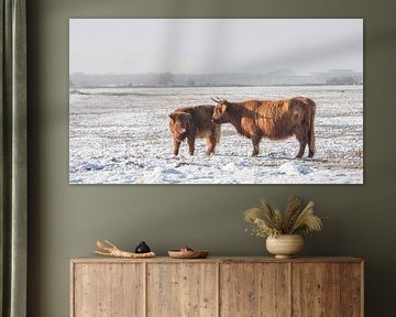 Scottish Highlander with calf in the snow
