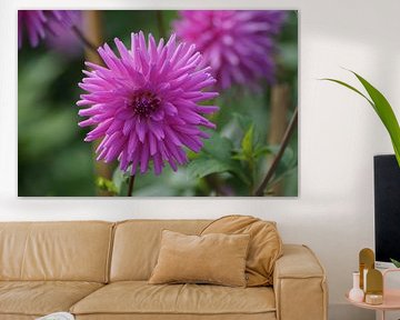 Pink gahlia blossom by Karsten Mücke