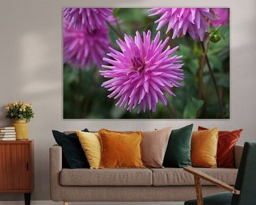 Pink dahlia blossom by Karsten Mücke