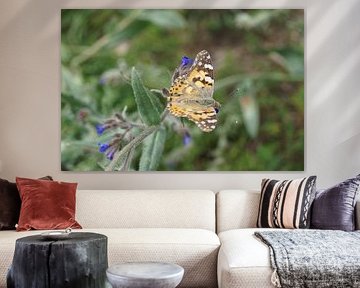 Schmetterling Distelfalter sonnt sich auf einer Blüte