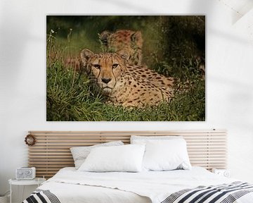 Cheeta von Frank Smedts