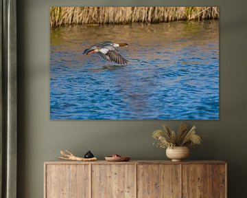 Goosander sur Marcel Jagt