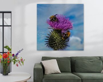 Tanz der Hummeln auf der Distel. von Z6Focus
