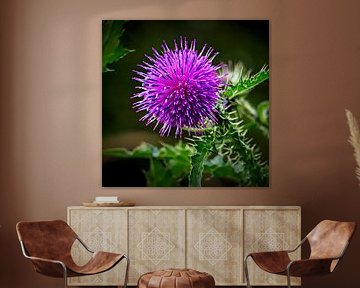 Purpur-Distel-Explosion von Z6Focus