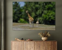 Aperçu de la chambre