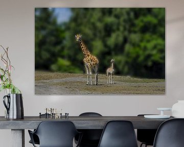 Giraffe en jong. van Z6Focus