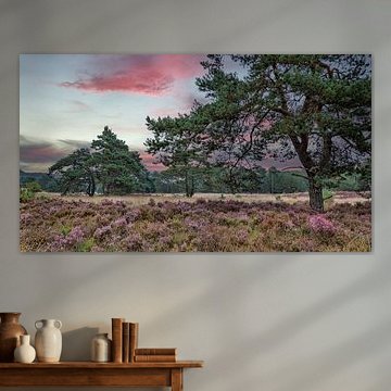 Lila Heide Sonnenuntergang