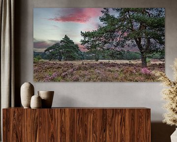 Purple Heath Sunset by Z6Focus