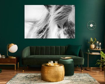 Icelandic horse in southern Iceland