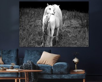 CAMARGUE - PFERDE 1 von Miroslav Ptacek