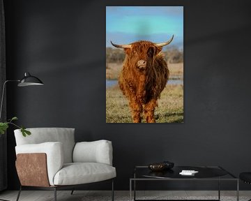 Schotse hooglander 1