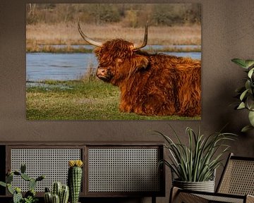 Schotse hooglander 2