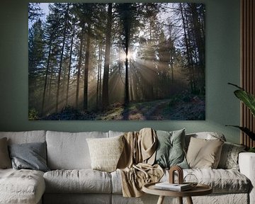 Mystischer Schwarzwald