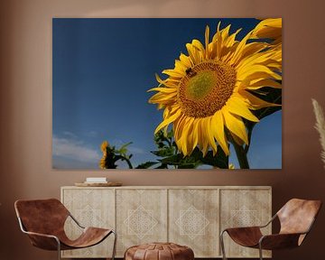 Sonnenblumen im Sommer von Ulrike Leone