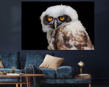 Portrait of young spectacled owl sur Ben Schonewille