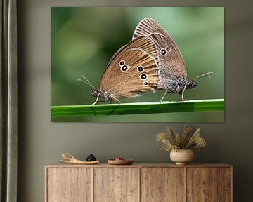 Colourful moths mating by Ulrike Leone