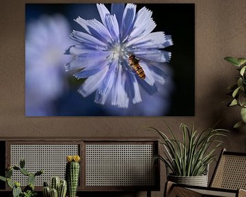 Eine blaue Wegwicke mit einer Schwebfliege von Ulrike Leone