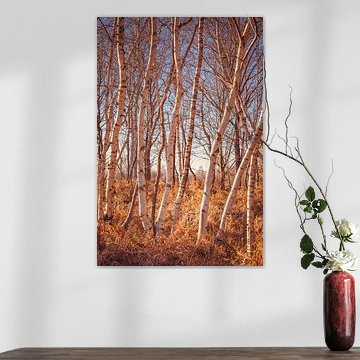 Fochteloërveen [Journée radieuse d'hiver II]