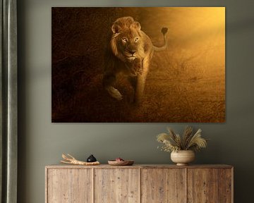 Lion in golden light at sunrise by Chris Stenger
