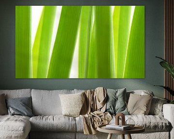 Green grass by Violetta Honkisz