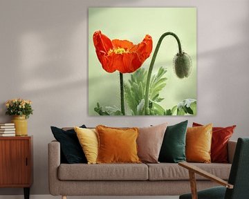 Mohnblume von Violetta Honkisz