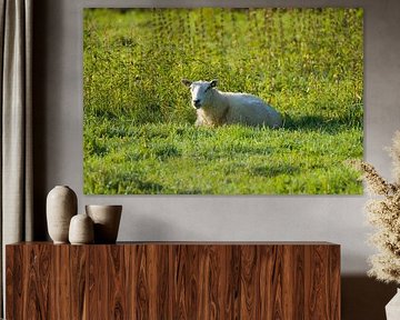 les moutons en paix sur Stobbe; stiltegrafie