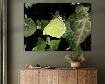 Zitronenfalter von Matthias Brix