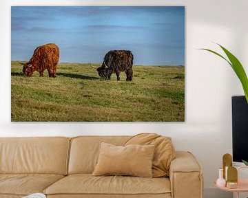 2 grazende schotse hooglanders