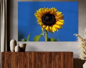 Blossom of a sunflower in front of a deep blue sky