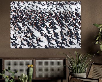 Scholeksters in sneeuw