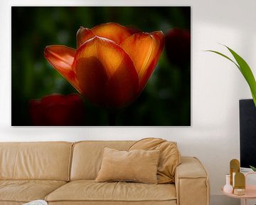 Tulpe von Martina Dol