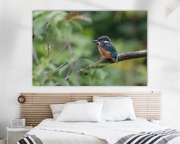 Eisvogel Jungtier von Lies Bakker