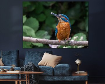 Eisvogel auf Ast von Lies Bakker