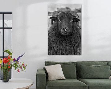 Drents Heideschaap by Marieke Deinum