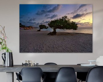 Aruba-Episode: die mit den lustigen Strandbäumen