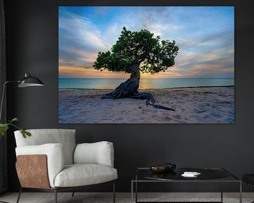 Aruba-Episode: die mit Divi Divi bei Sonnenuntergang