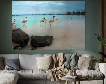 Épisode d'Aruba : celui avec les flamants roses