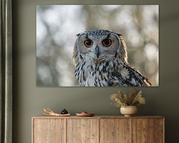 Porträt eines Uhus von M. B. fotografie