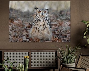 der Uhu... von M. B. fotografie