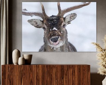 Süßer und frecher Damhirsch von Daniela Beyer