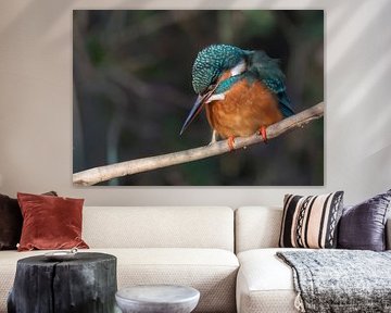 Eisvogel von Lies Bakker