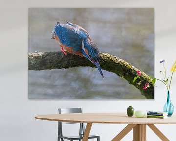 Eisvogel sucht nach Fischen