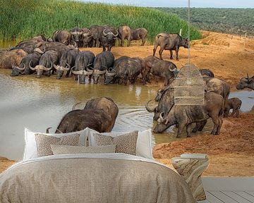 Grote groep Kaapse buffels drinken in Zuid Afrika bij een waterplaats